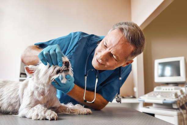 Best Emergency Dental Care for Trauma or Injury in Glasgow Village, MO